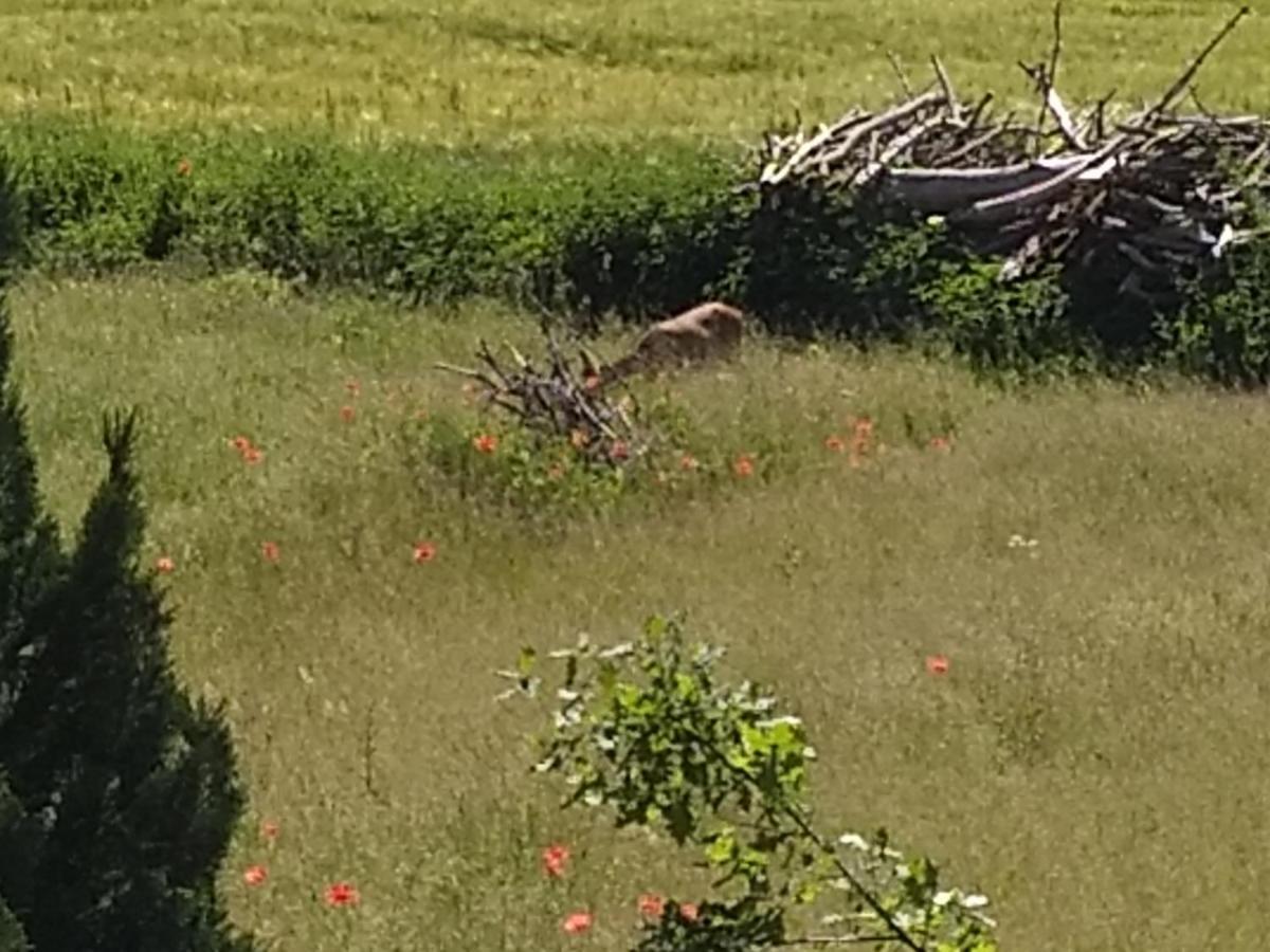 Haus Rosengarten- Ruhige Ferienwohnungen Im Gruenen Sehlen Zewnętrze zdjęcie